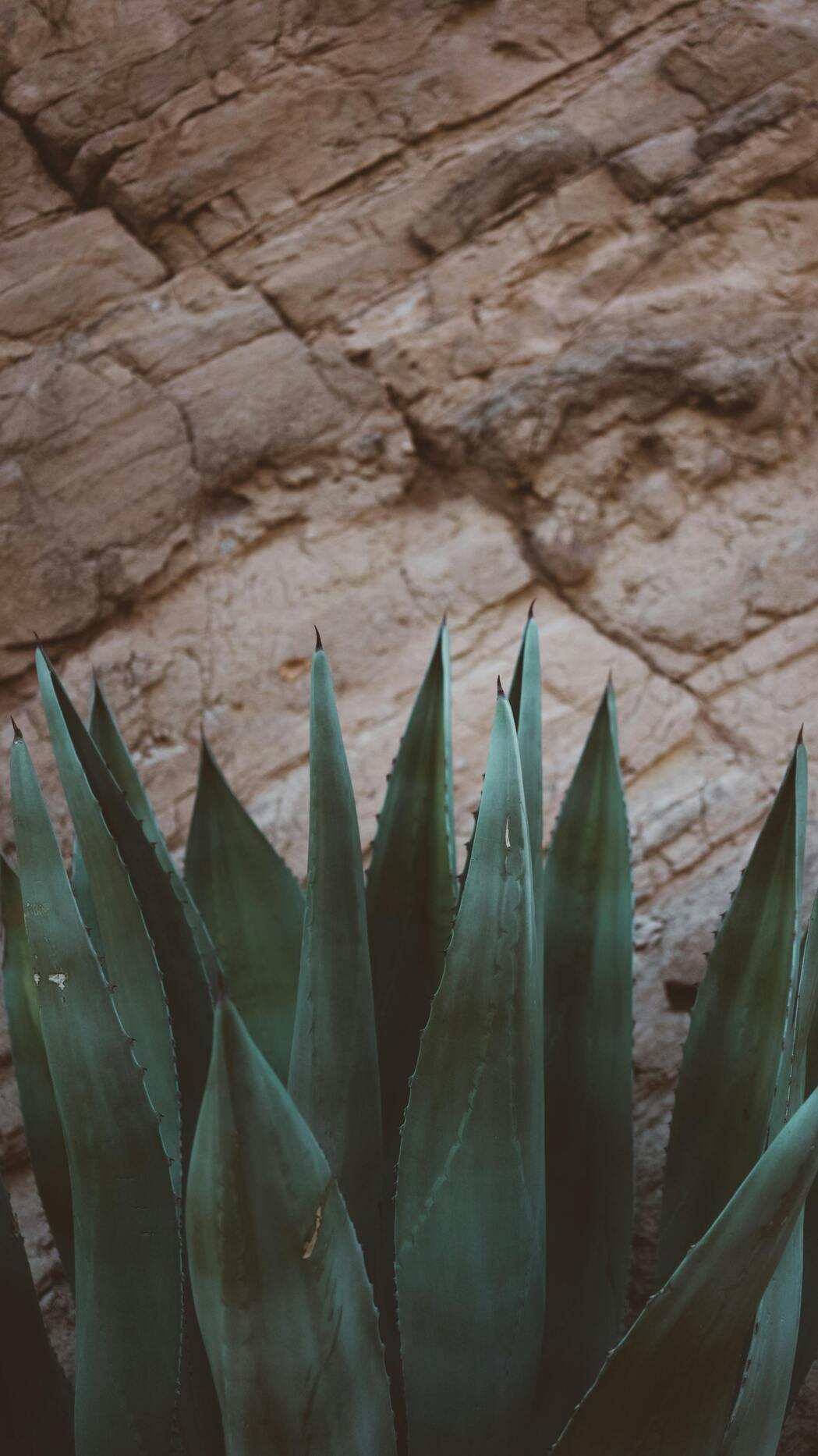 Natürlicher Inhaltsstoff deiner Naturkosmetik-Gesichtspflege: Aloe Vera