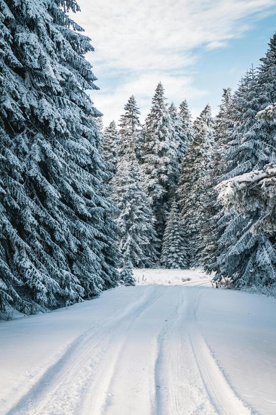 Eine Schneelandschaft symbolisiert Winter für trockene Gesichtshaut